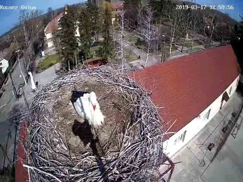 Szerencsésen hazaérkezett Kázmér és Kelepke a kocséri gólyapár!