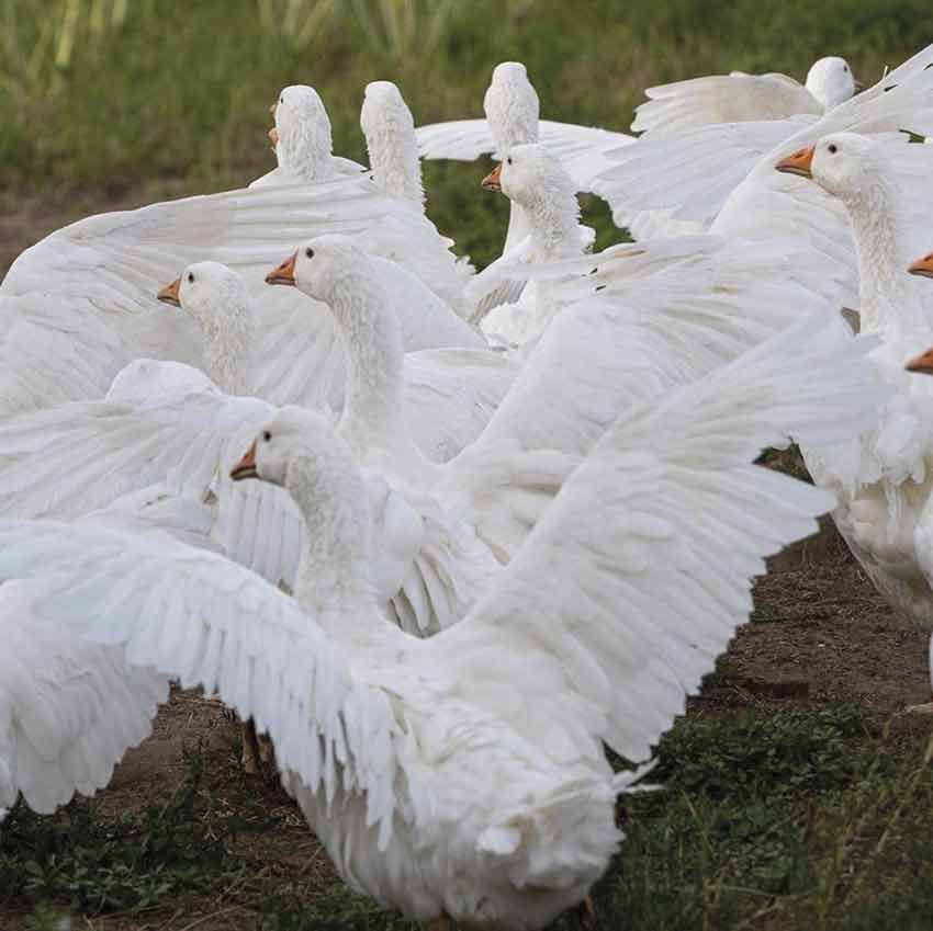 Márton nap környékén a libáké a főszerep