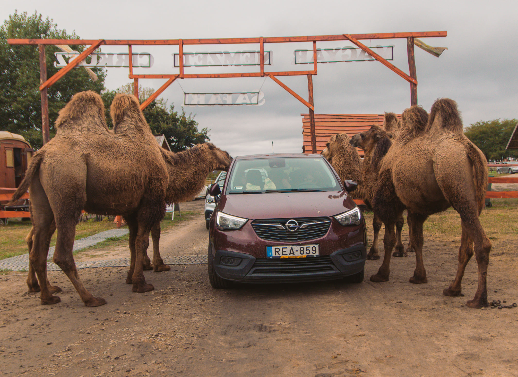 Szadáról Nagykőrösre költözhet a Richter család szafariparkja