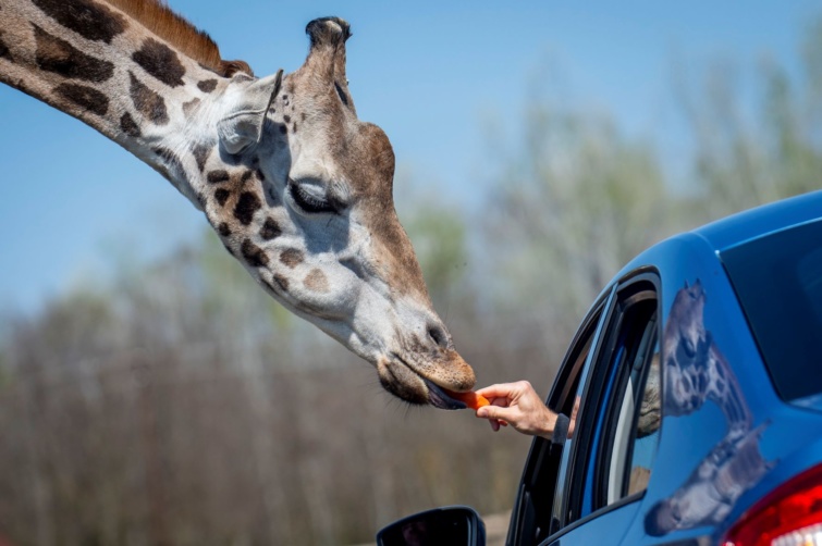 Felosztották a kulturális keretet – Egymillió a Safari Parknak