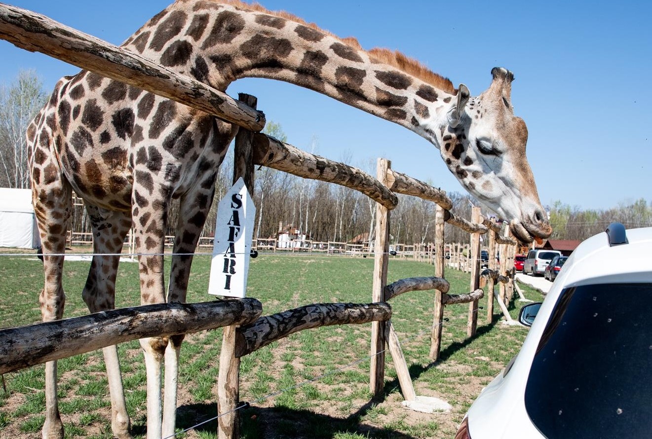 Elszámolt a Safari Park is a kulturális támogatással