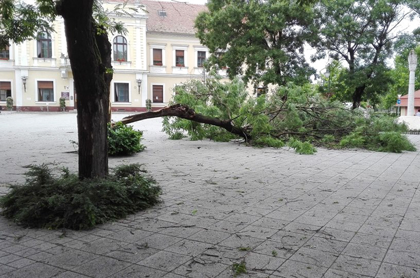 ABONY: Kidőlt fák sorát hagyta maga mögött a várost letaroló vihar