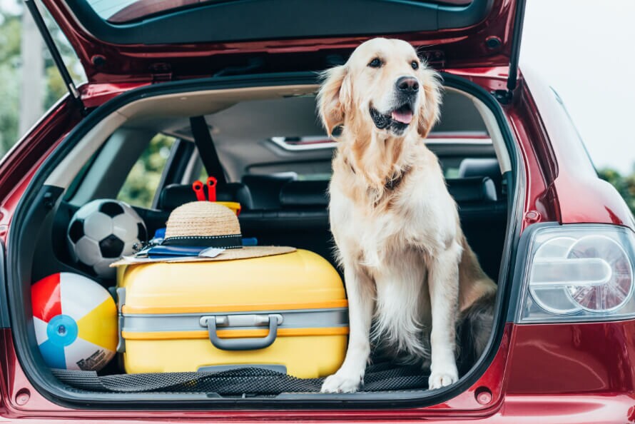 A családok kedvence, a barátságos, emberszerető golden retriever