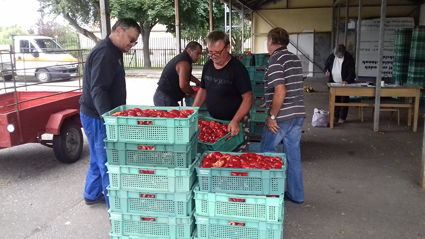 Megkezdődött a paprika felvásárlás Kocséron